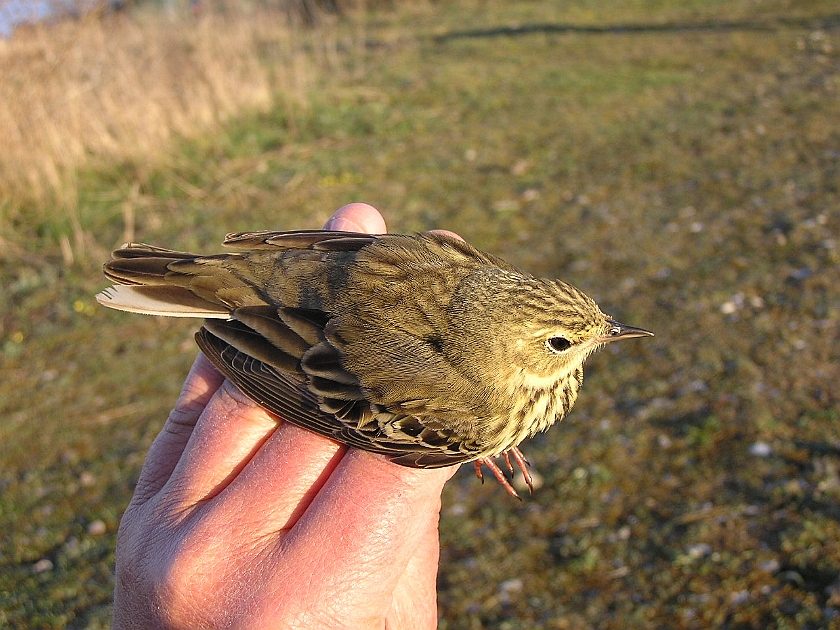 Tree Pipit, Sundre 20050513